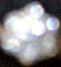 Diamantegelidissima